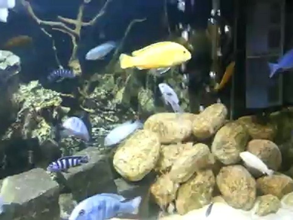 cengiz malawi akvaryum