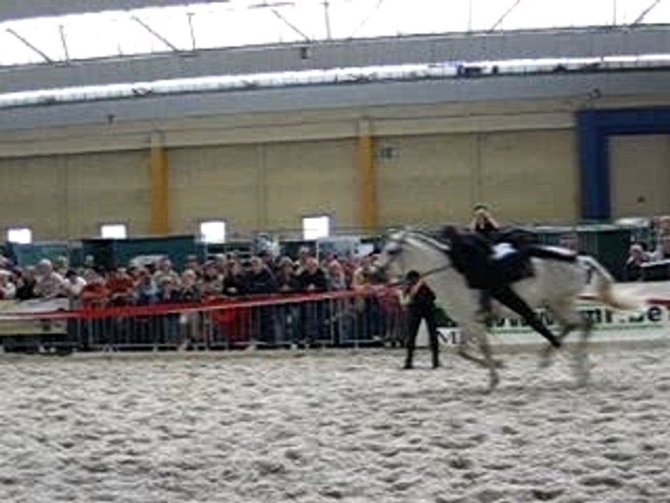 chevaux expo charleroi 018