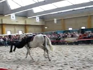 chevaux expo charleroi 019