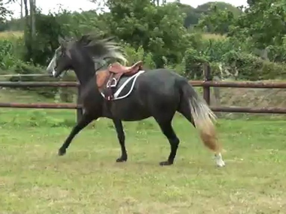 Jument PSL 3 ans 1/2  Galop