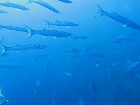 Barracudas - Plongée à la Gabinière - 22 septembre 2012