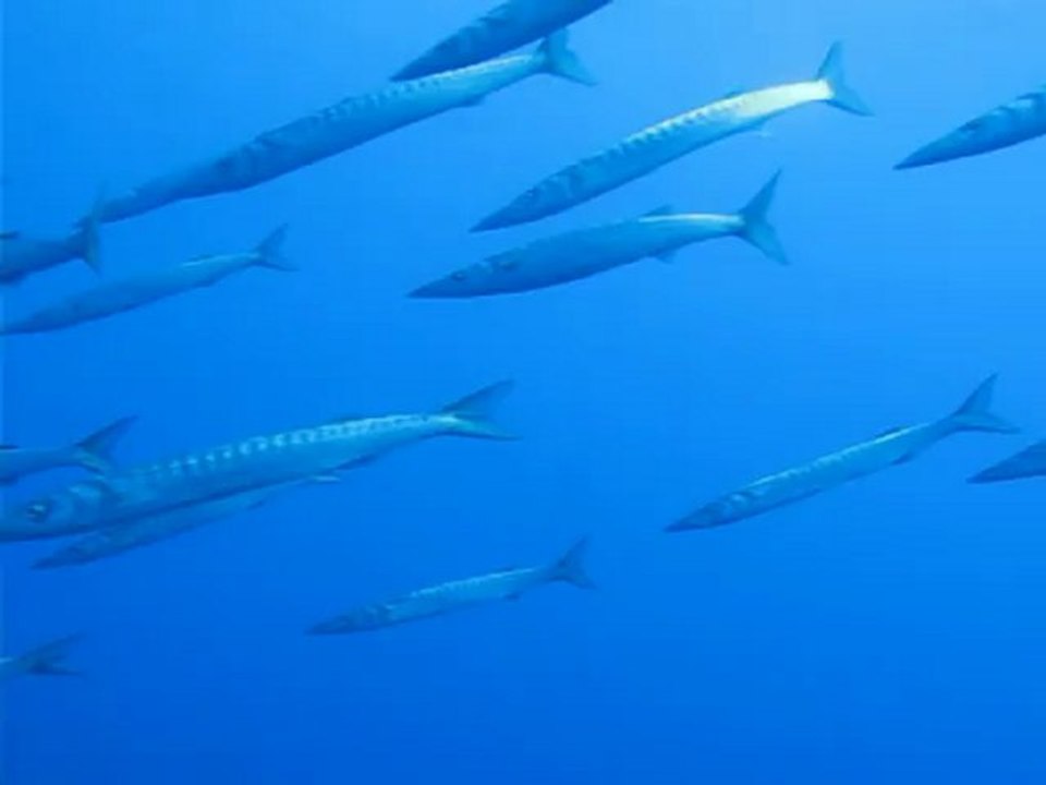 Barracudas - la gabinière le 22 septembre 2012