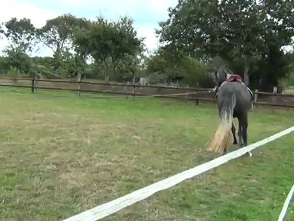 Jument PLS 3 ans 1/2 au trot