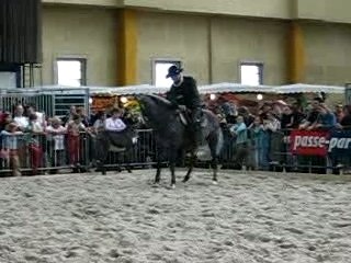 chevaux expo charleroi 021