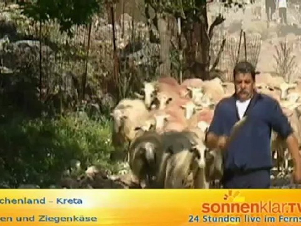 Ziegen und Ziegenkäse auf Kreta