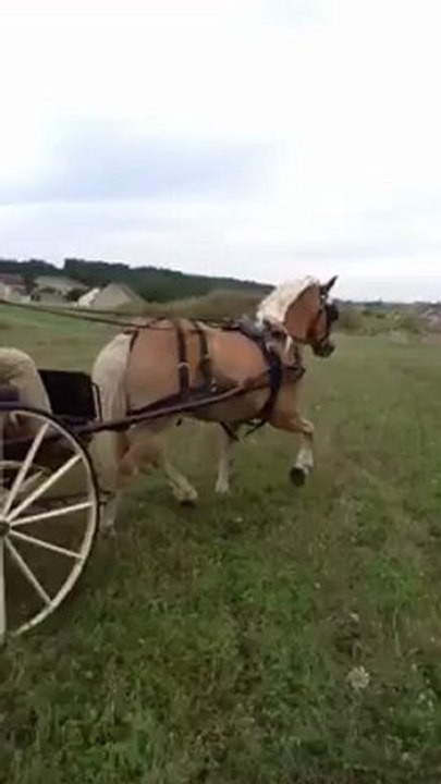 Otawa,haflinger a vendre