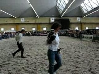 chevaux expo charleroi 024