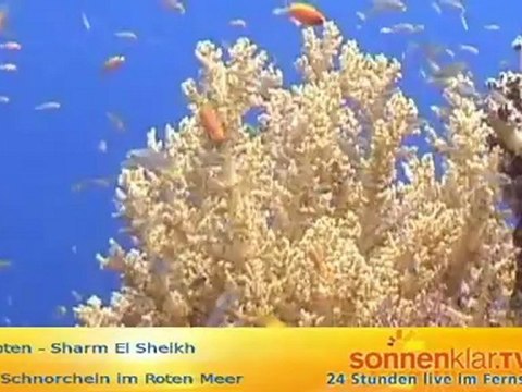 Tipp Schnorcheln Rotes Meer mit Mark