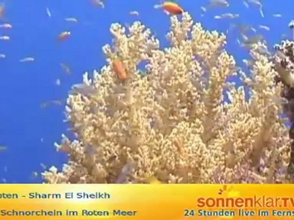 Tipp Schnorcheln Rotes Meer mit Mark