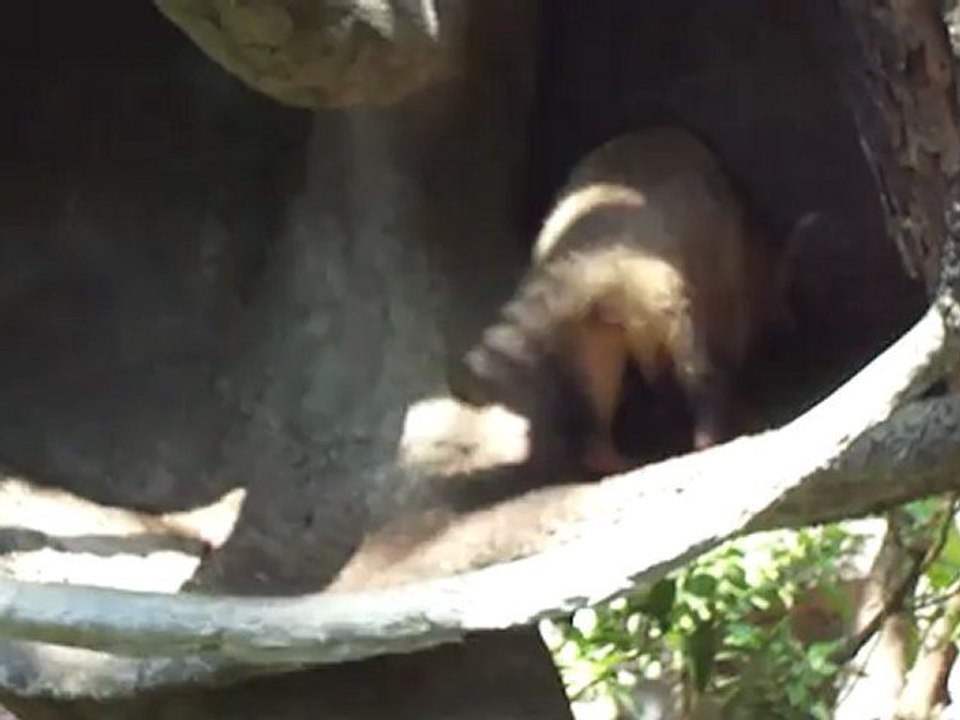Duel de ratons laveur au parc historique de Guayaquil