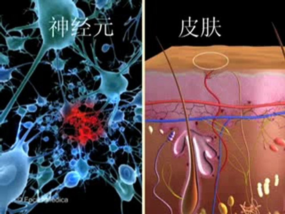 Altas神经系统初级动画（中文）