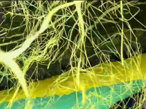 Il Twente stende Van Basten, pari per l'Ajax