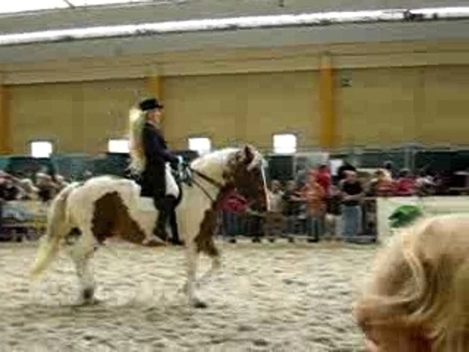 chevaux expo charleroi 028