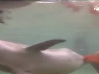 لقطات نادرة لولادة دولفين في هاواي