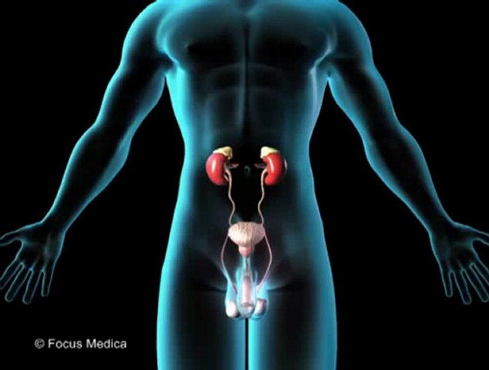 Adrenal Glands (Animated Pocket Dictionary)