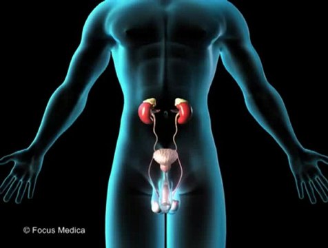 Adrenal Glands (Animated Pocket Dictionary)