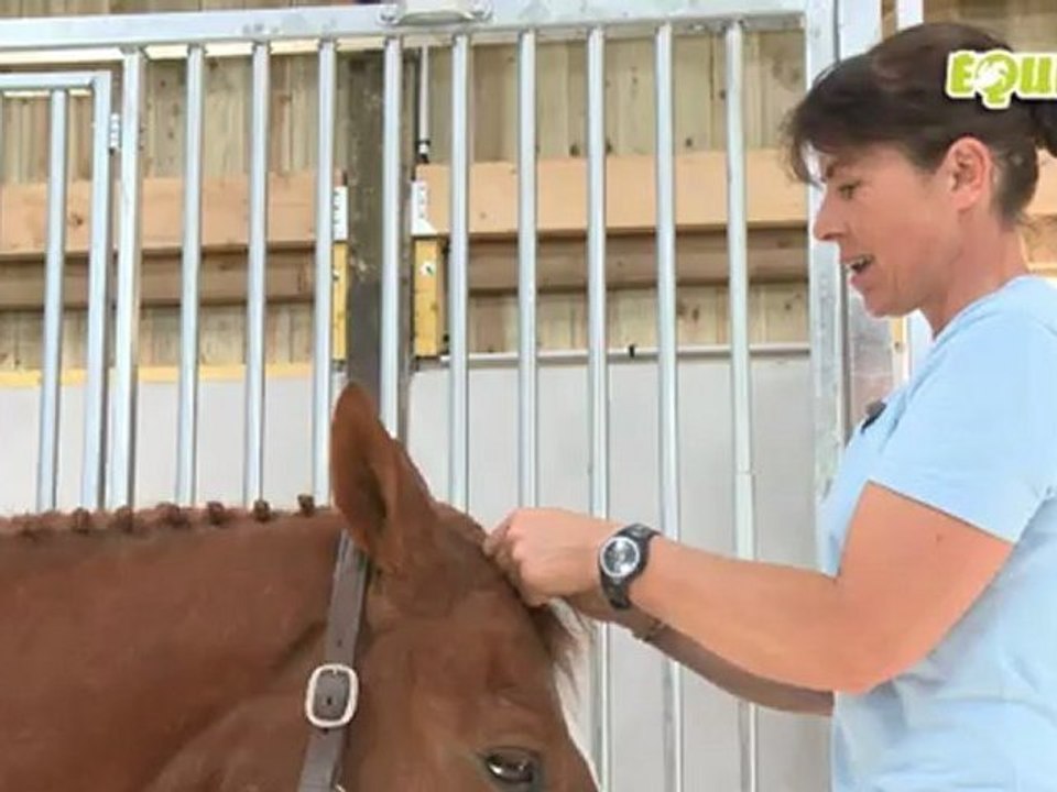 Equitv : Natter son cheval