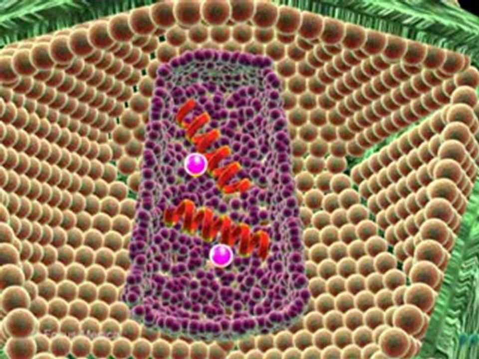 HIV and AIDS (Animated Pocket Dictionary)