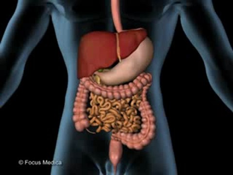 Abdomen (Animated Pocket Dictionary)