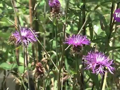 28 juillet 2012 - Sortie plantes comestibles