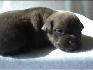 video chiots fatale x eden