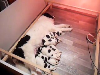 chiots landseer 10 JOURS : Le repas c'est important