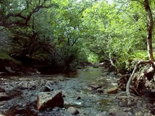 A Walk in the woods with Highland Titles