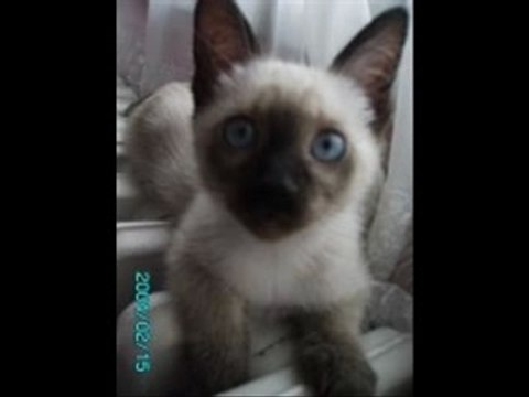 Ozan Arif - Adam Değilmiş