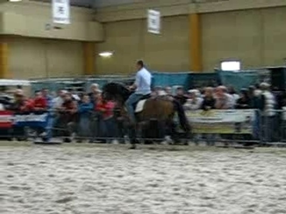 chevaux expo charleroi 030