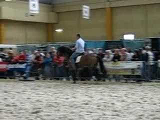 chevaux expo charleroi 030