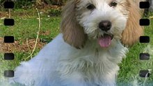 Petit Basset Griffon Vendeen