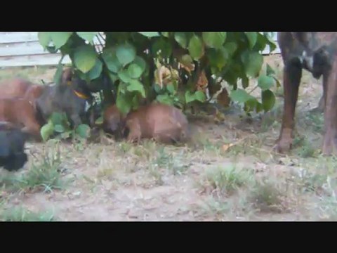 Les Bibous à 35 jours, 2012-09-23 (CHEYENNE de SAINT QUINIS X UCELLO du DOLON / Portée des H 2012)