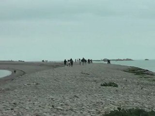 Le sillon de talbert