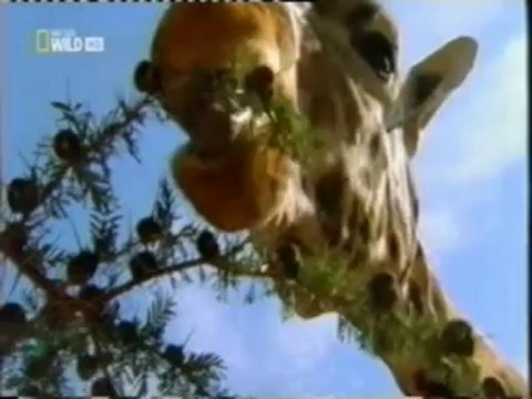 Acacias y hormigas: La guerra contra las jirafas