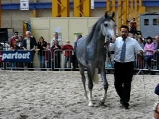 chevaux expo charleroi 032