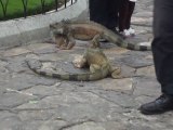 Des iguanes s'intimident dans le parc des iguanes (Parque Simon Bolivar) à Guayaquil
