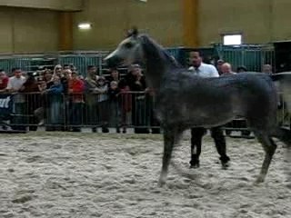 chevaux expo charleroi 033
