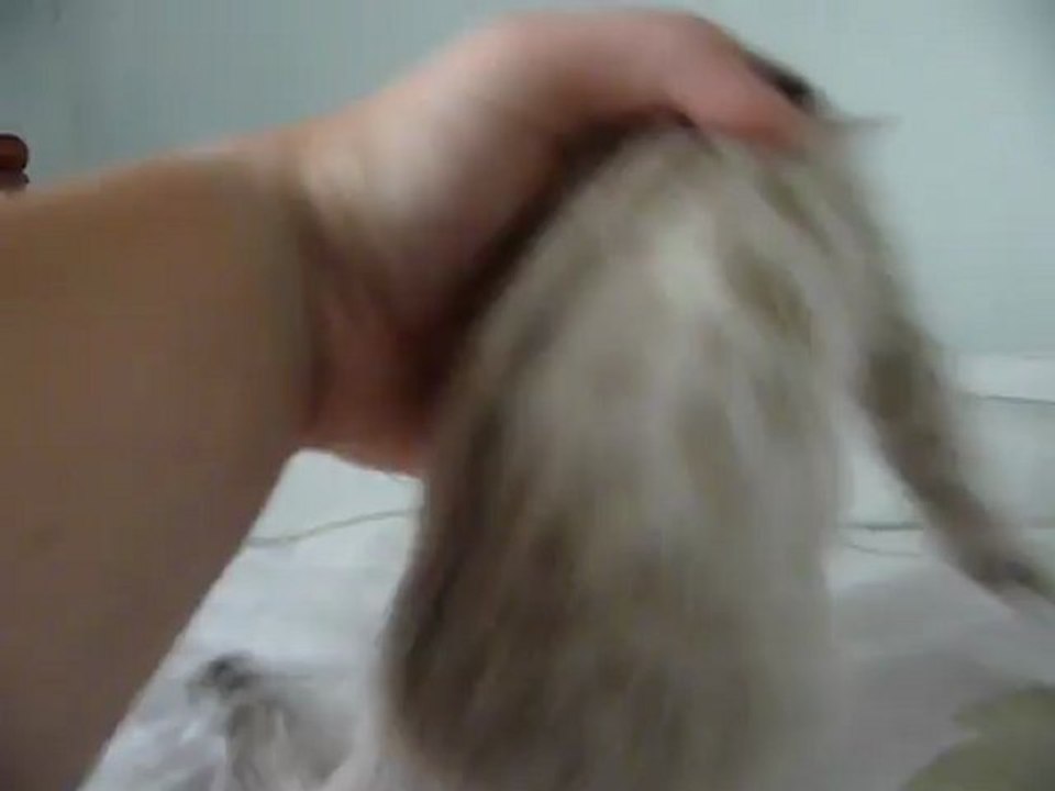 silver lynx rosetted girl - magic bengal cattery