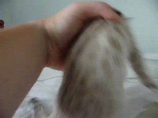 silver lynx rosetted girl - magic bengal cattery