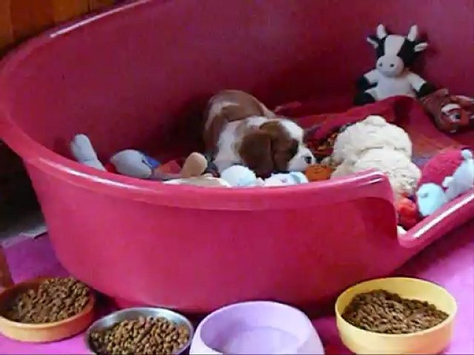 Chiots Cavaliers King Charles