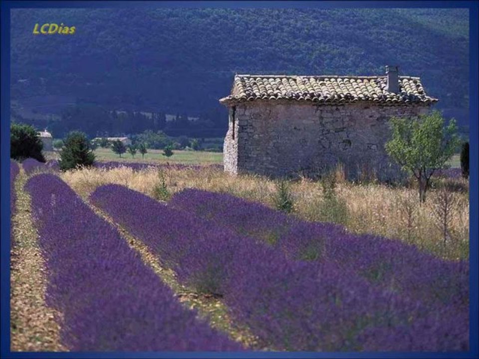 Campos de Lavanda   Provence