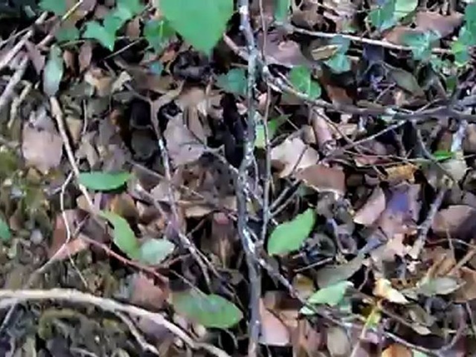 Chanterelles grises du 20 septembre 2012