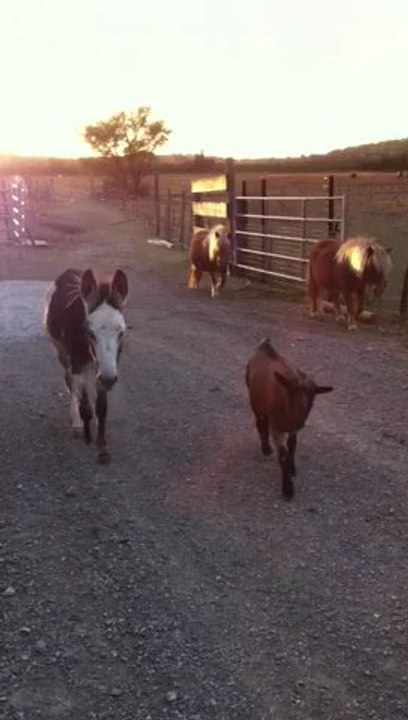 Rentrée des Poneys