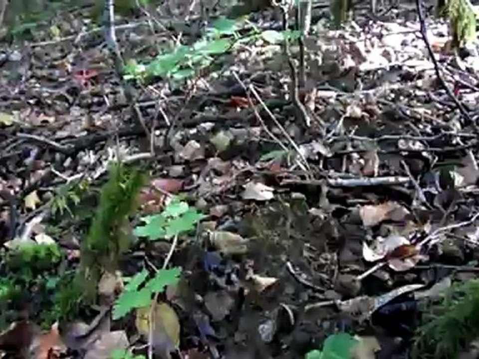 Nombreux bouquets de chanterelles grises