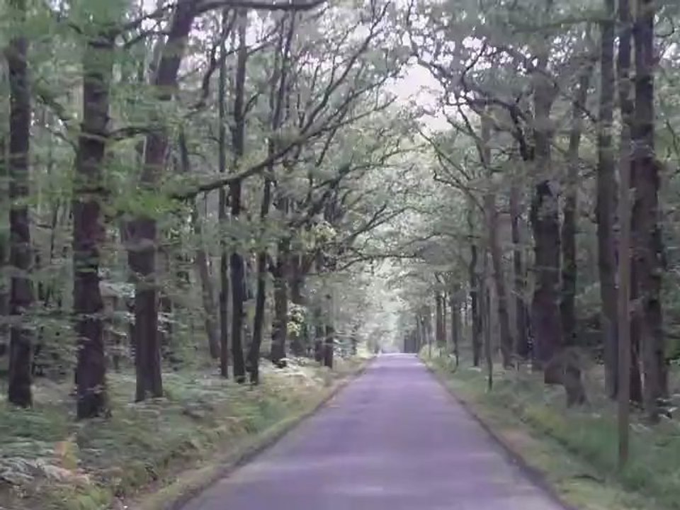 Forêt de La Meilleraye de Bretagne