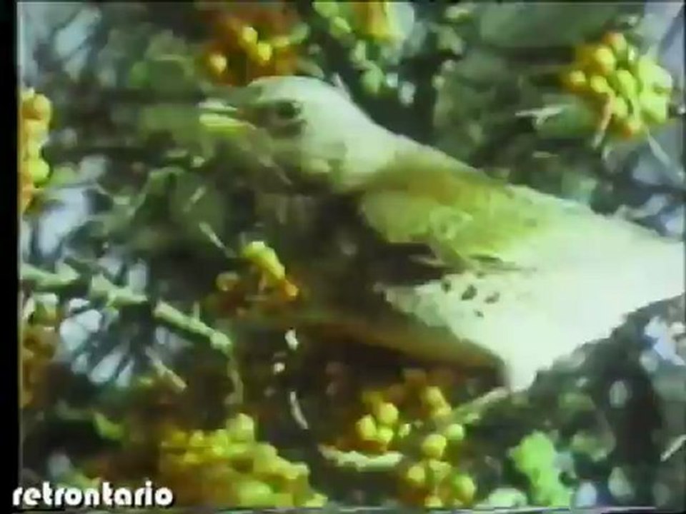 TVOntario John De Lazzer 1985