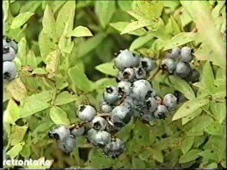 CBLFT Ici Radio-Canada 1997