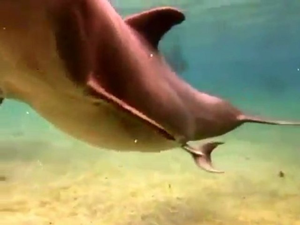 Adorable naissance d'un bébé dauphin