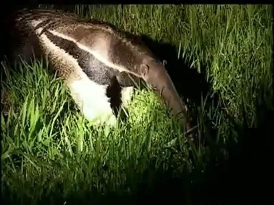 Pantanal Matogrossense (1/4)