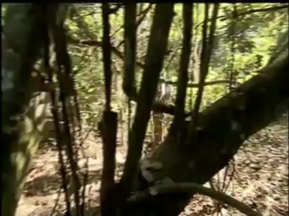 Pantanal Matogrossense (3/4)